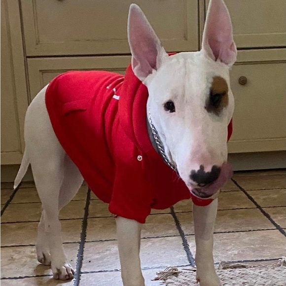 Silver Paw Soft Doggy Sweater - Picture 13 of 15